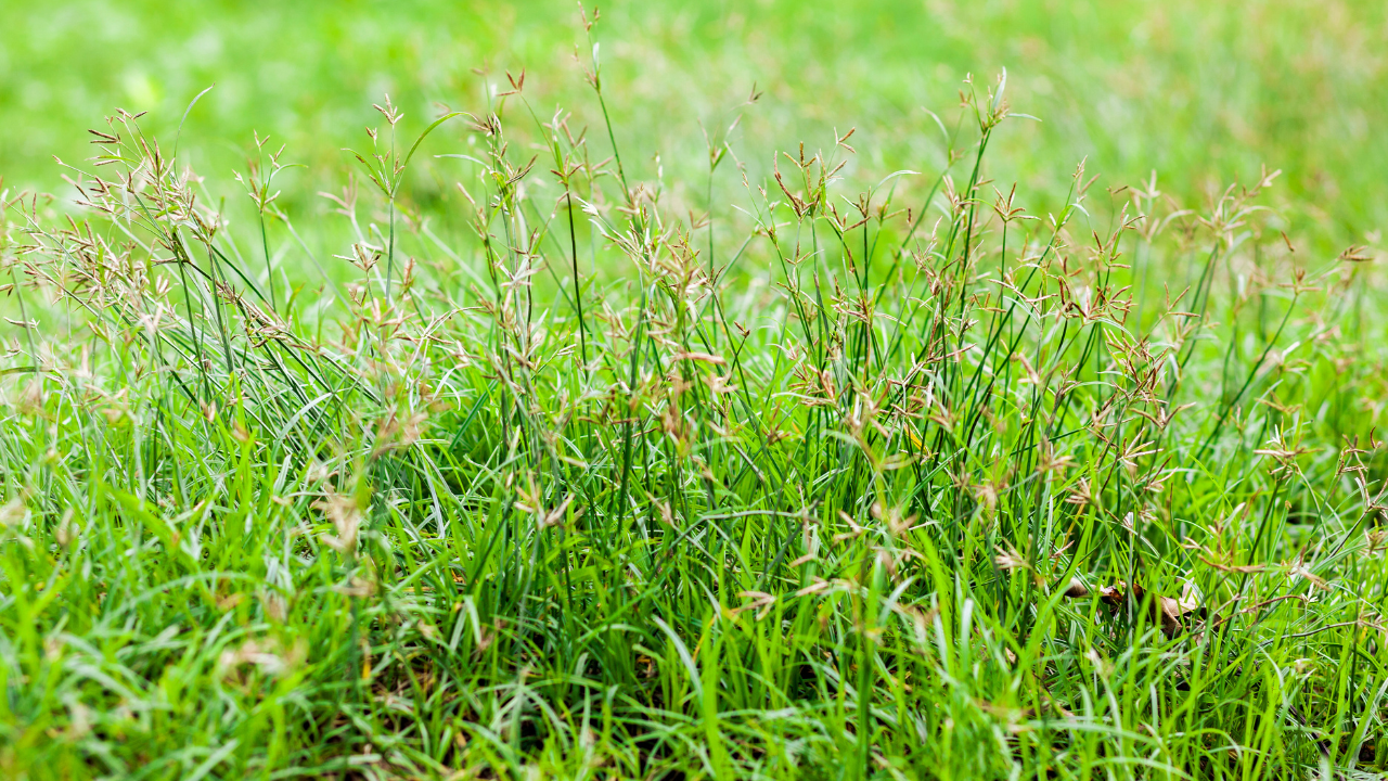 get rid of crabgrass in the summer