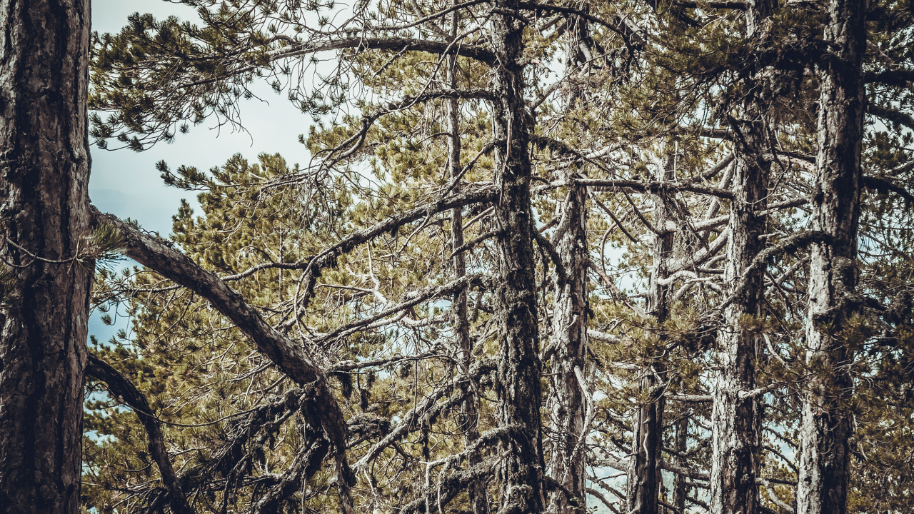 pine tree is dying