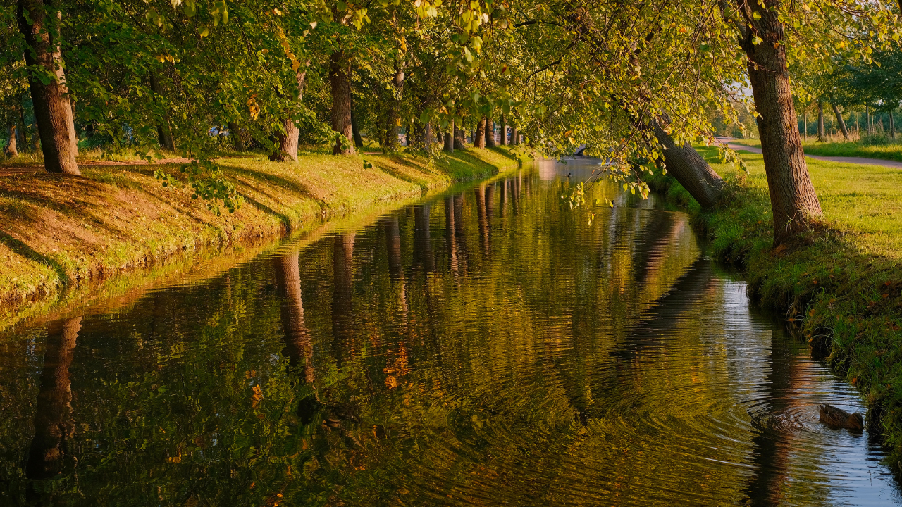 trees that need a lot of water