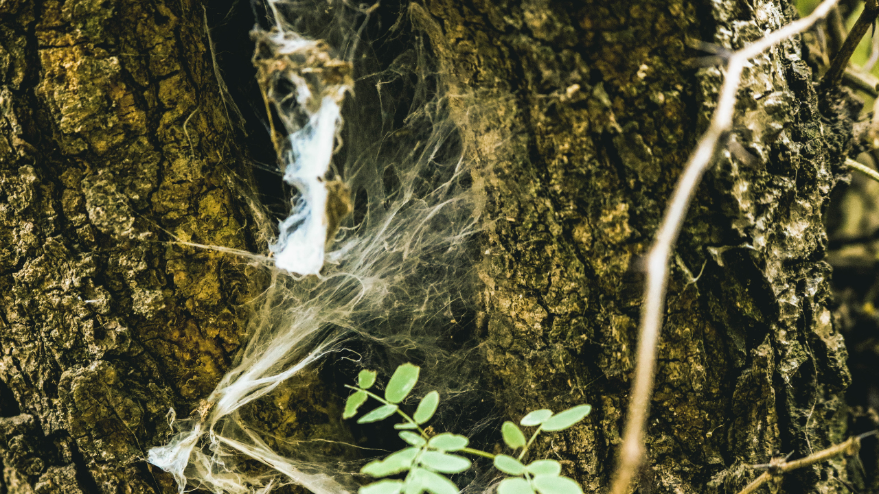 webs in trees