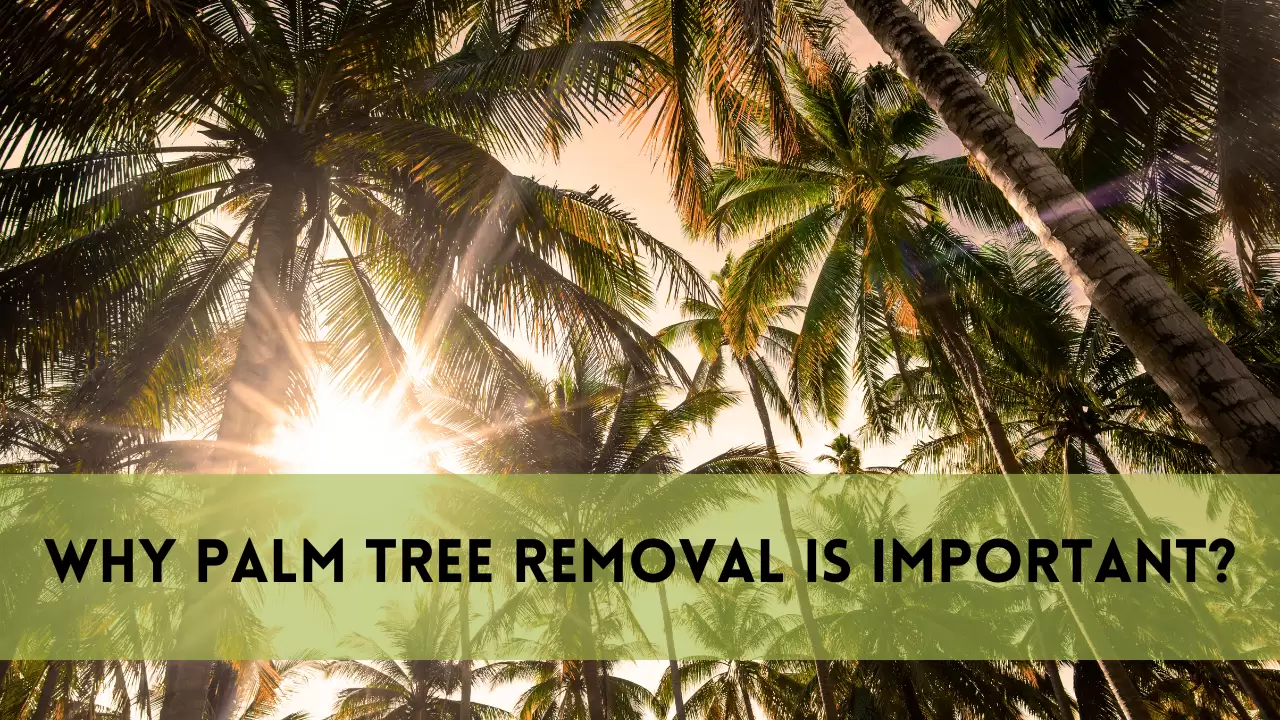 Why Palm Tree Removal is Important