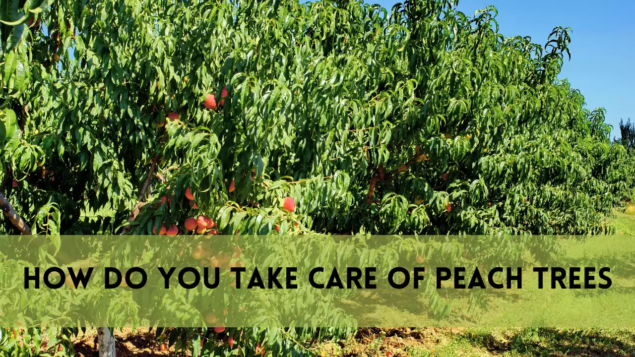 How Do You Take Care of Peach Trees