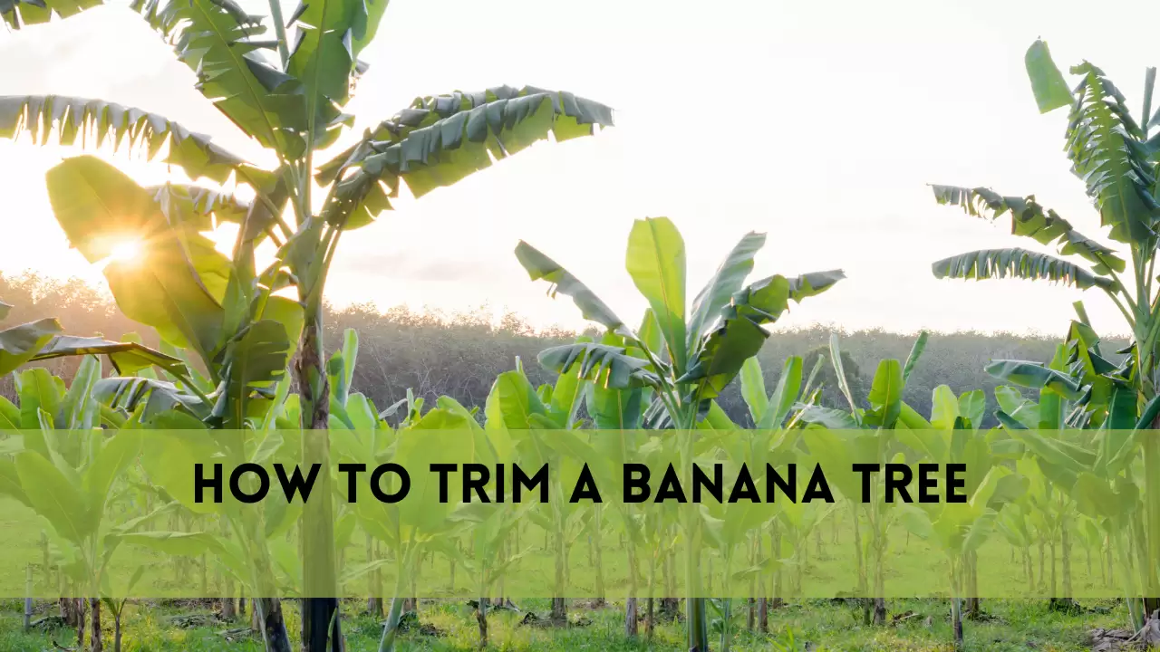 How to Trim a Banana Tree