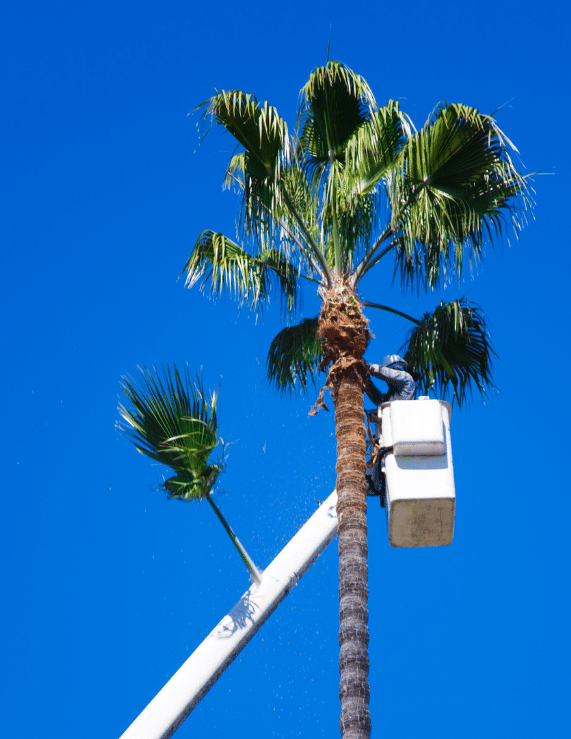 Tree Service For Webster TX ​