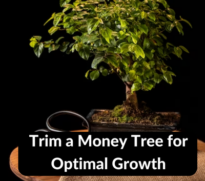 How To Trim A Money Tree For Optimal Growth   How To Trim A Money Tree 