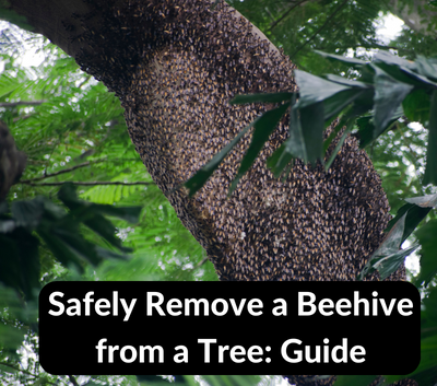 How To Safely Remove A Beehive From A Tree? - Quick Method