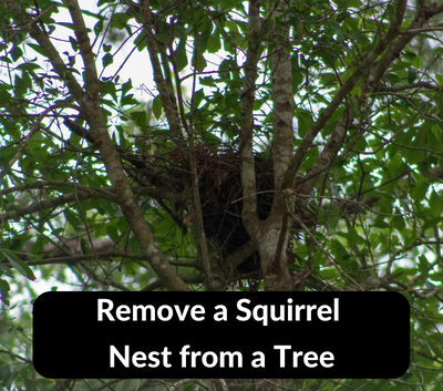 Should I Remove a Squirrel Nest from a Tree? Best Practices