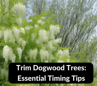 When to Trim Dogwood Trees: Essential Timing Tips
