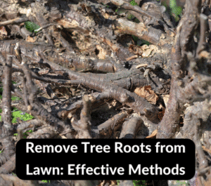 how to remove tree roots from lawn