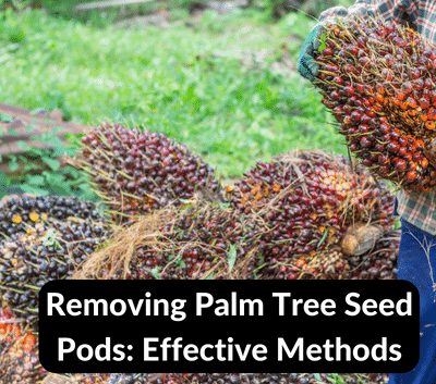 remove seed pods from palm trees