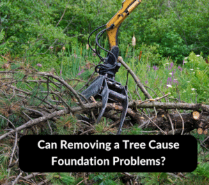 Can Removing a Tree Cause Foundation Problems