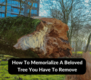 How To Memorialize A Beloved Tree You Have To Remove