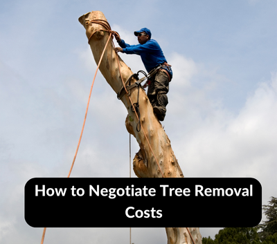How to Negotiate Tree Removal Costs