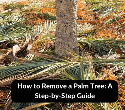 How to Remove a Palm Tree