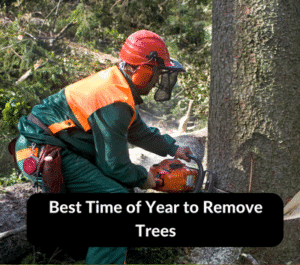 What is the Best Time of Year to Remove Trees