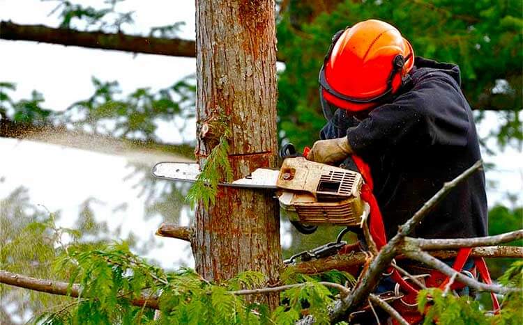 How to Trim a Pomegranate Tree? – Quick Guide