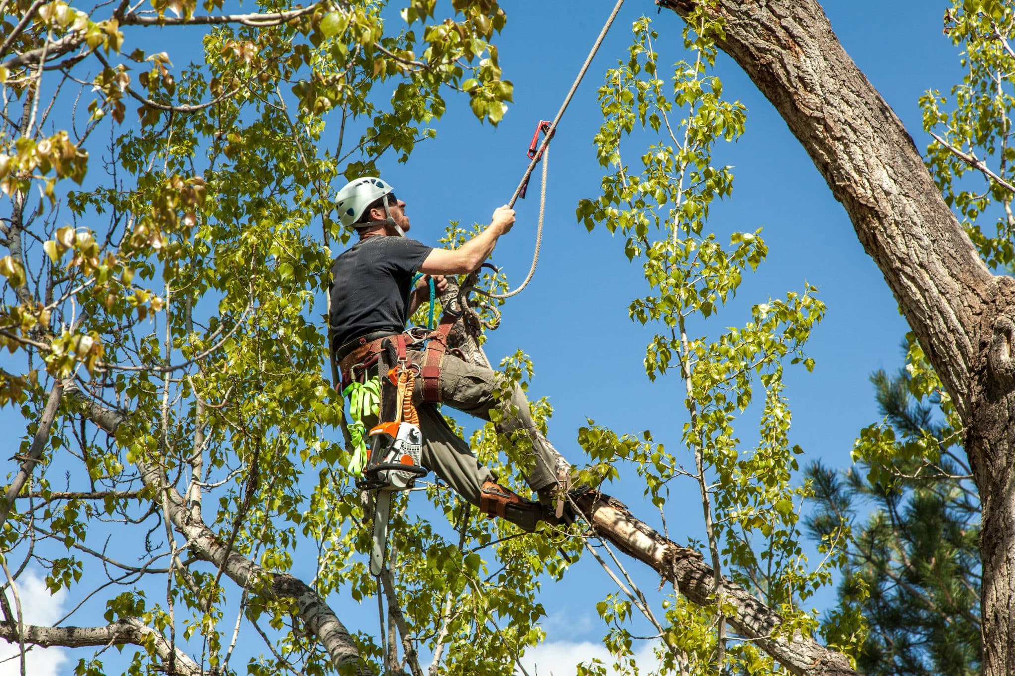How to Trim a Ficus Tree? – 5 Easy Steps
