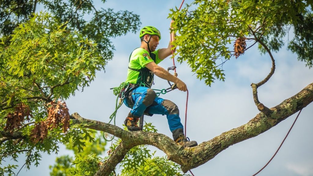 How to Trim a Tree that is Too Tall?