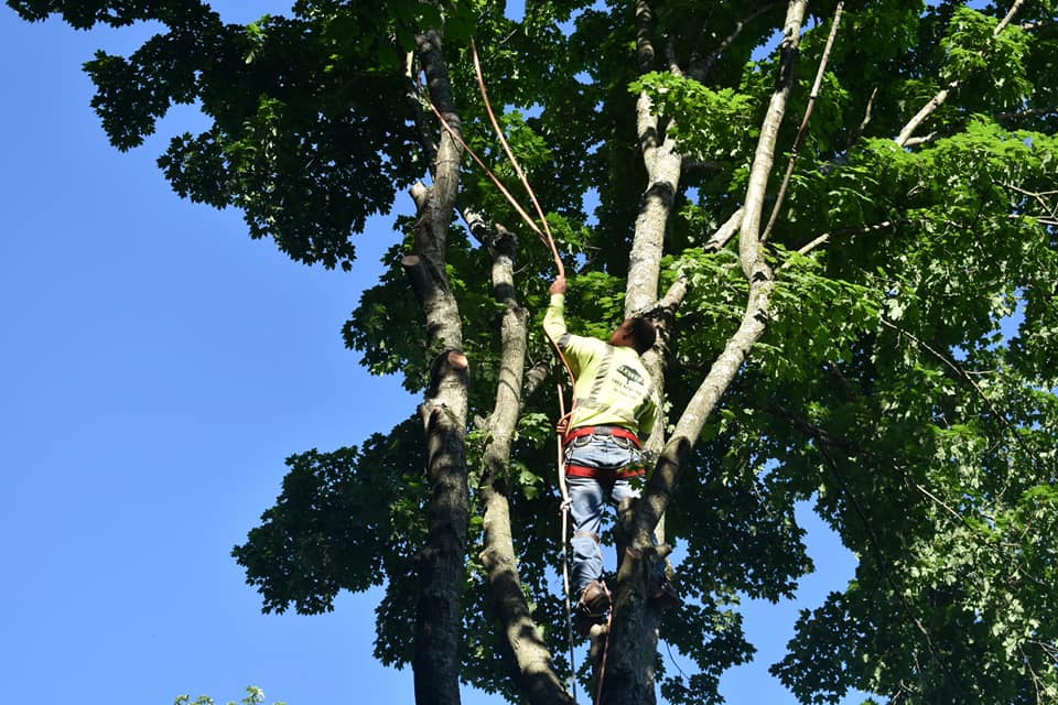 How to Trim a Crabapple Tree? – Easy Steps