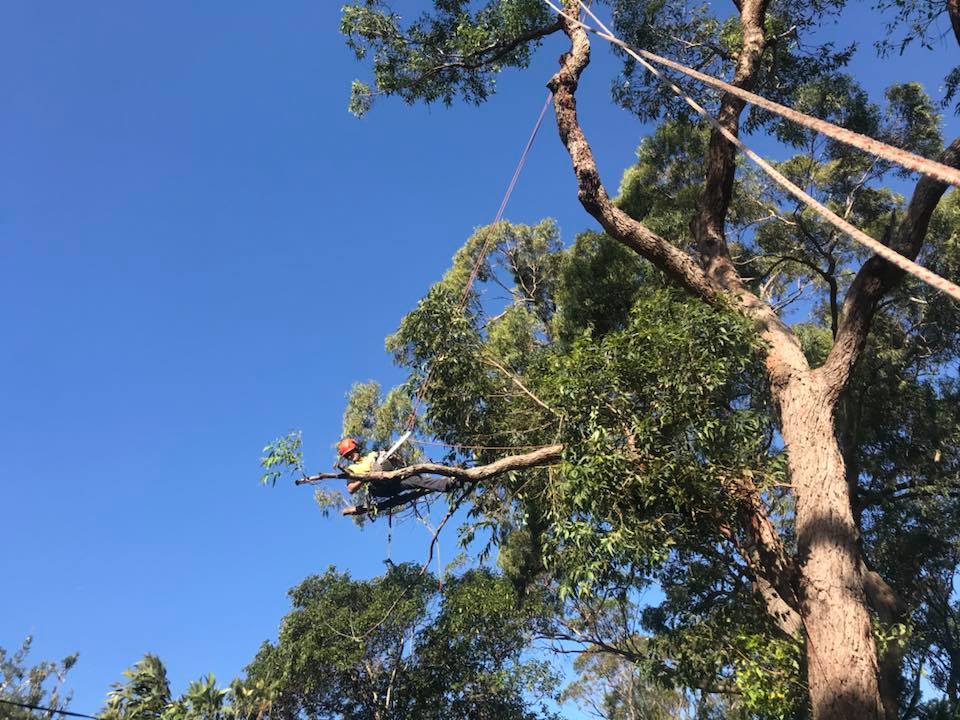 When is the Best Time to Trim Oak Trees?