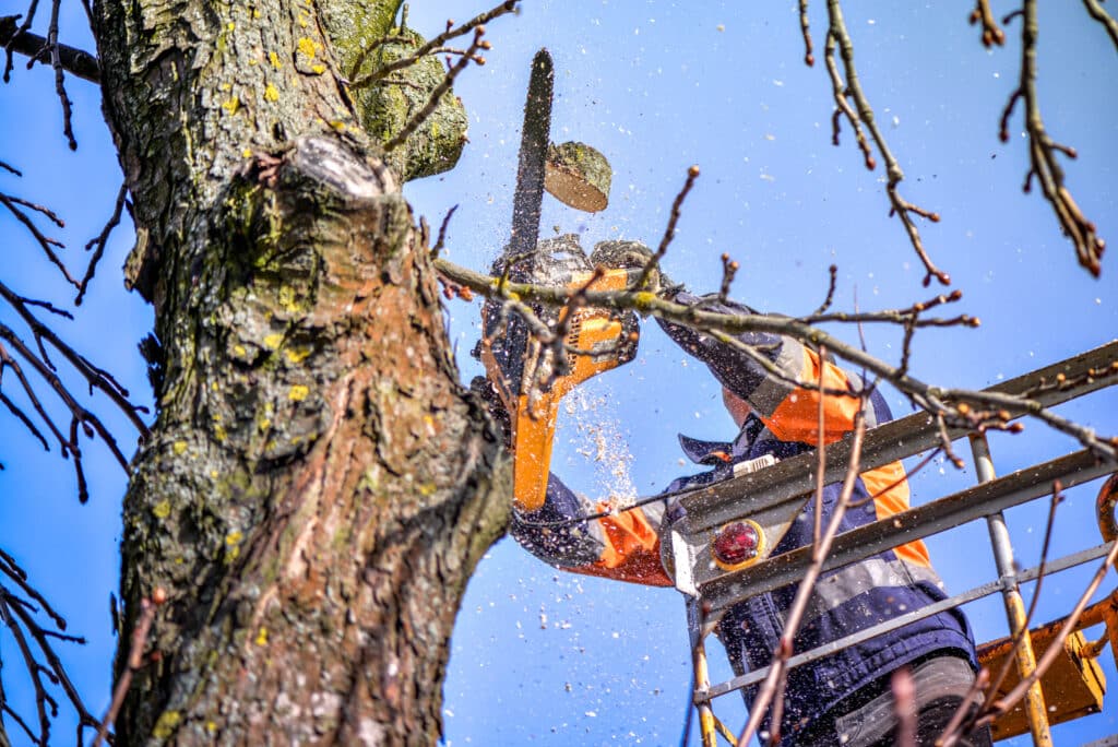 How to Trim an Orange Tree? – Detailed Guide