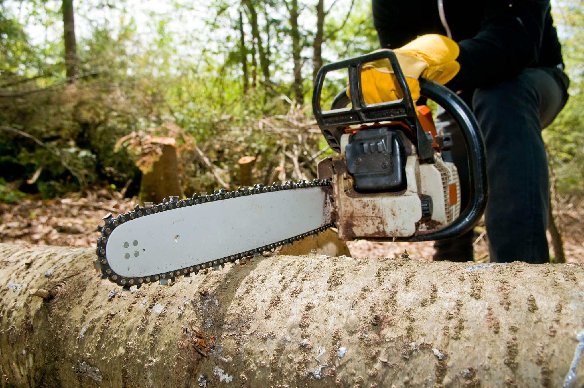 How To Trim Mesquite Tree? – [Complete Guide]