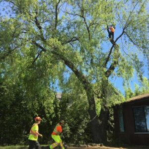tree limb removal