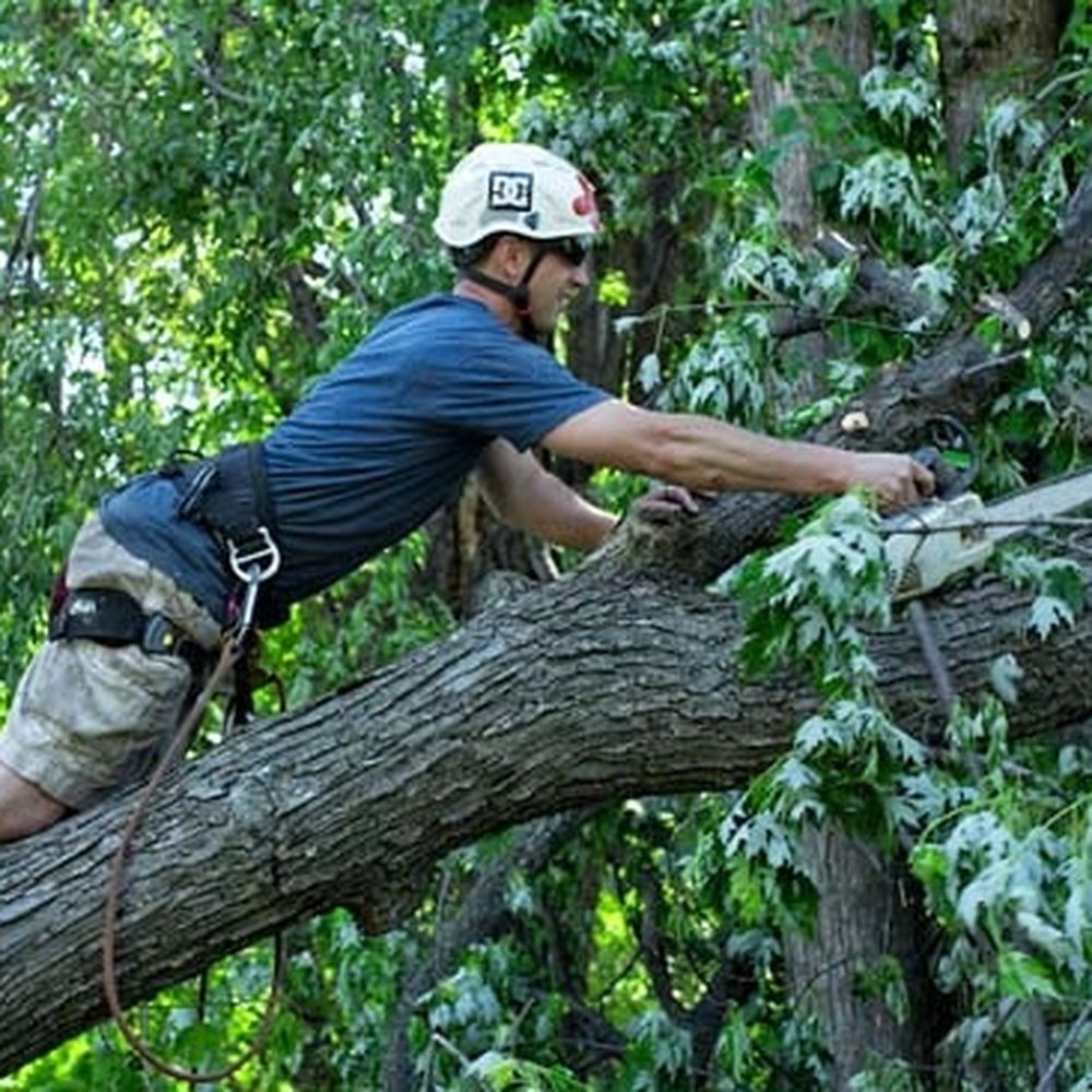 Cheap Time of Year to Remove Trees