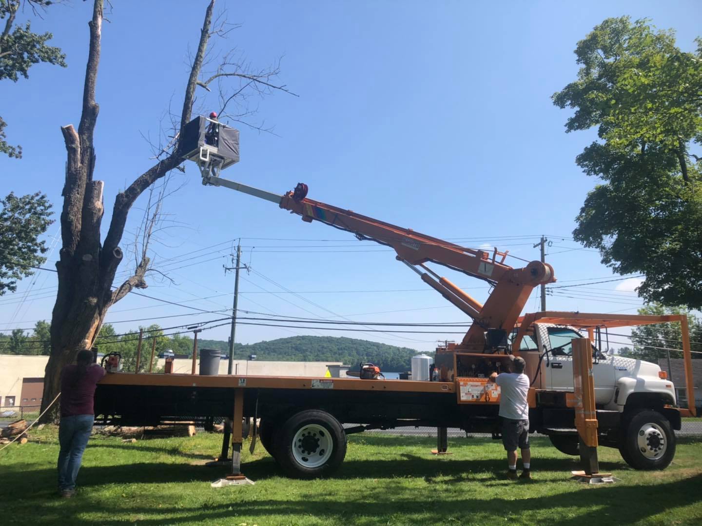 How to Negotiate Tree Removal