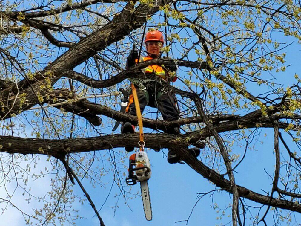 How To Trim A Palo Verde Tree 11 Easy Steps