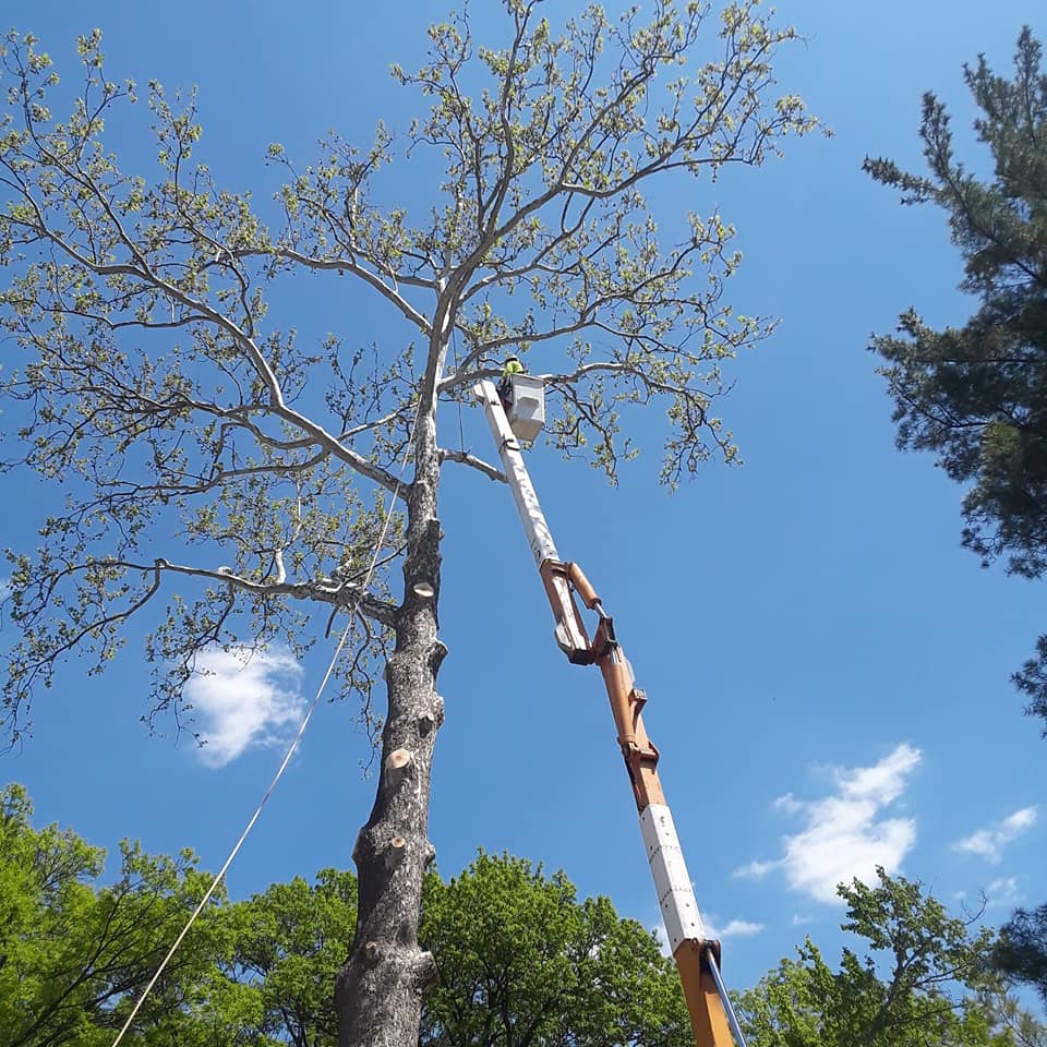 How to Care for Oak Trees