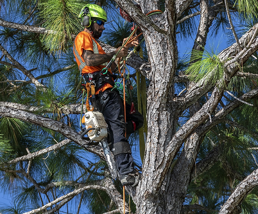 How to Keep Ants out Of Fruit Trees