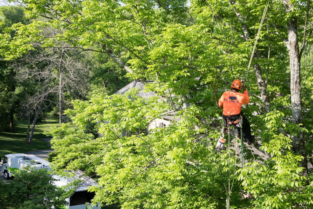 How to Care for Crape Myrtle
