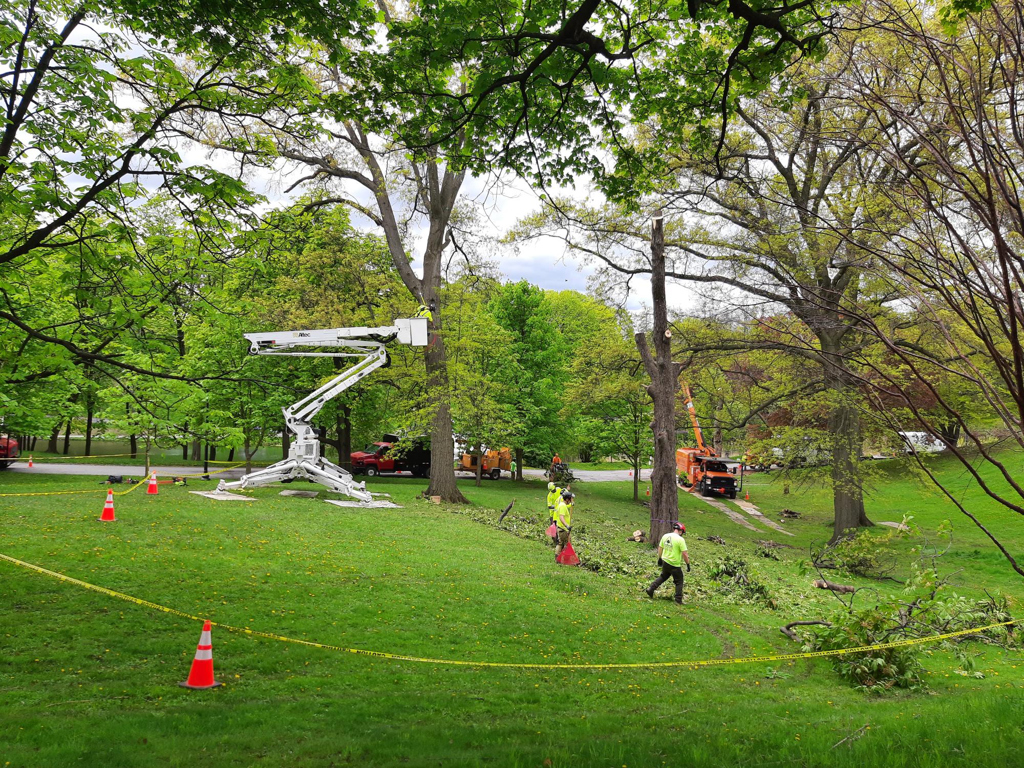 How Fast Do Elm Trees Grow?