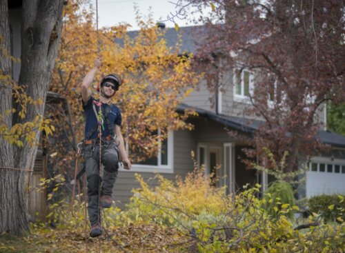Trees to Plant Close to The House