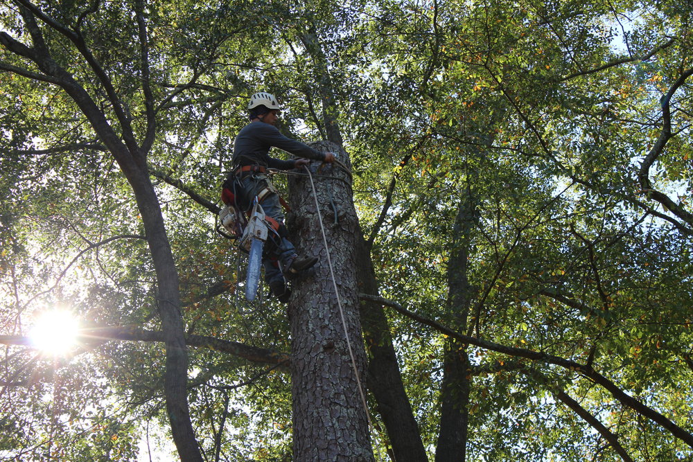 Which is the Best Time to Trim Trees?