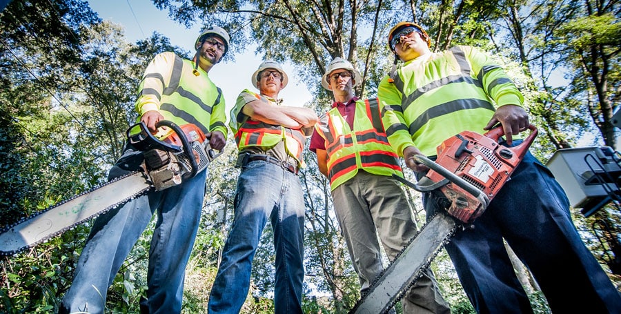 Why It Is Better to Hire Professional Tree Trimmers?
