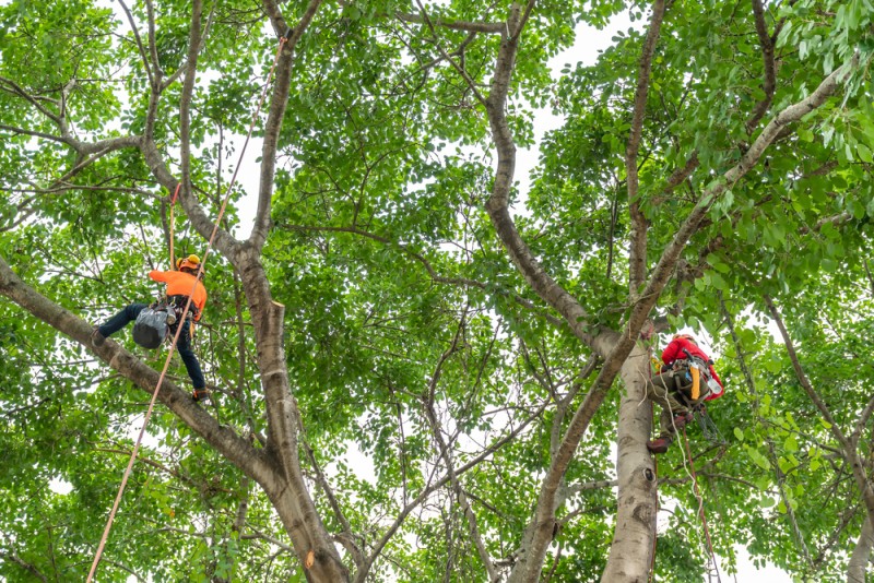 When to Trim Oak Trees in Texas? [Update Guide]