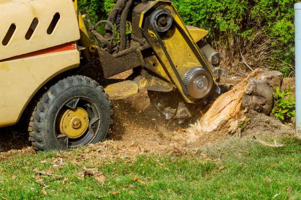 Correct Way to Mulch Around Tree Base
