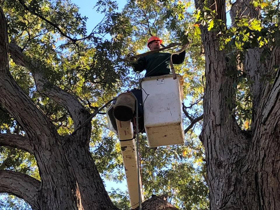 How to Trim Cedar Trees? (Complete Guide)