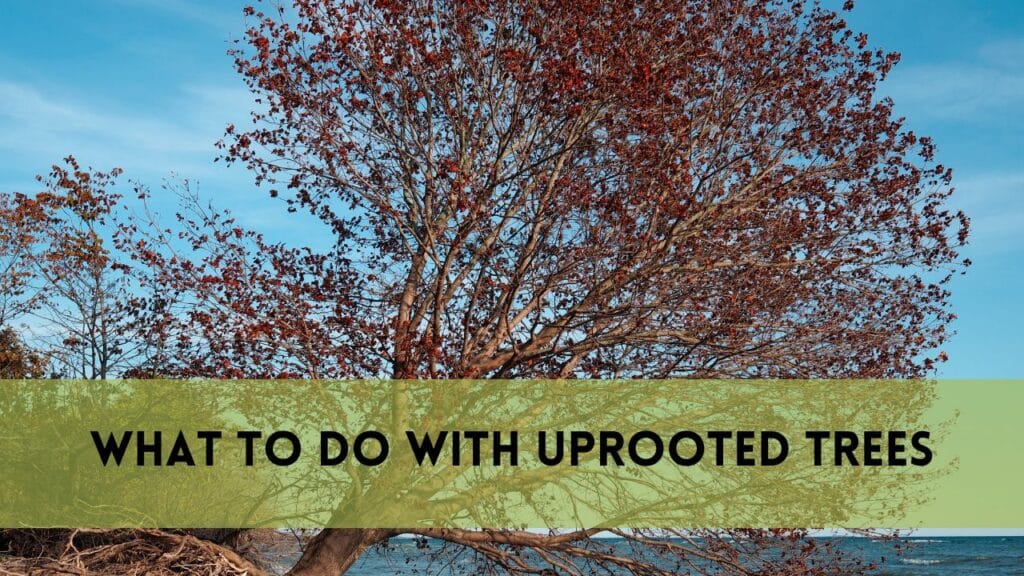 What to Do with Uprooted Trees