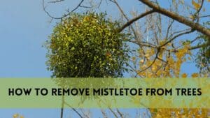 remove mistletoe from trees