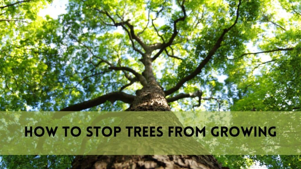 How to Stop Tree from Growing