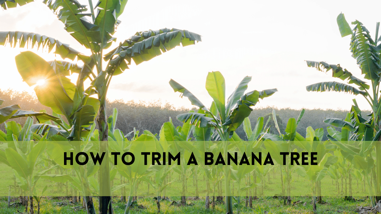 How to Trim a Banana Tree? [5 Steps]