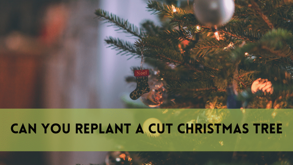 Can You Replant a Cut Christmas Tree