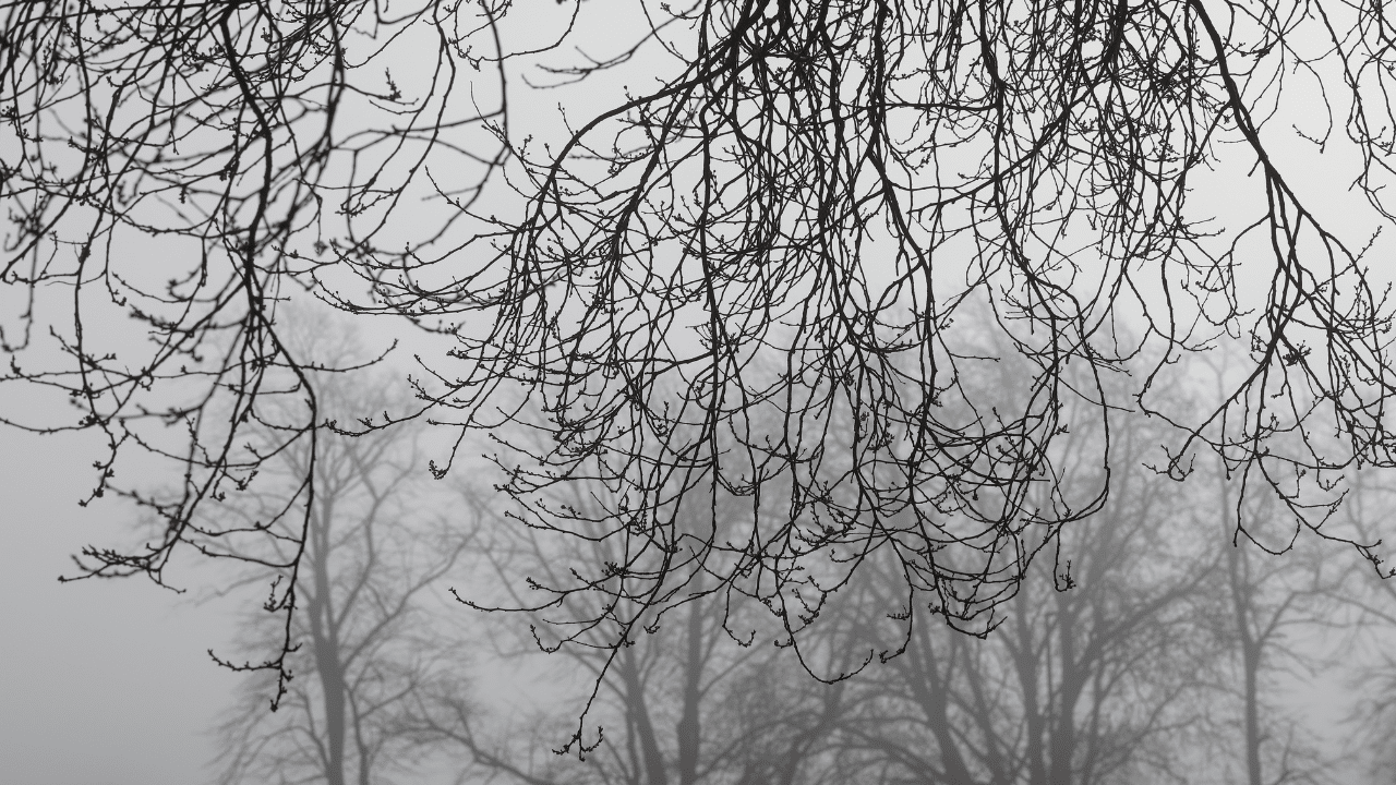 Cutting Overhanging Tree Branches