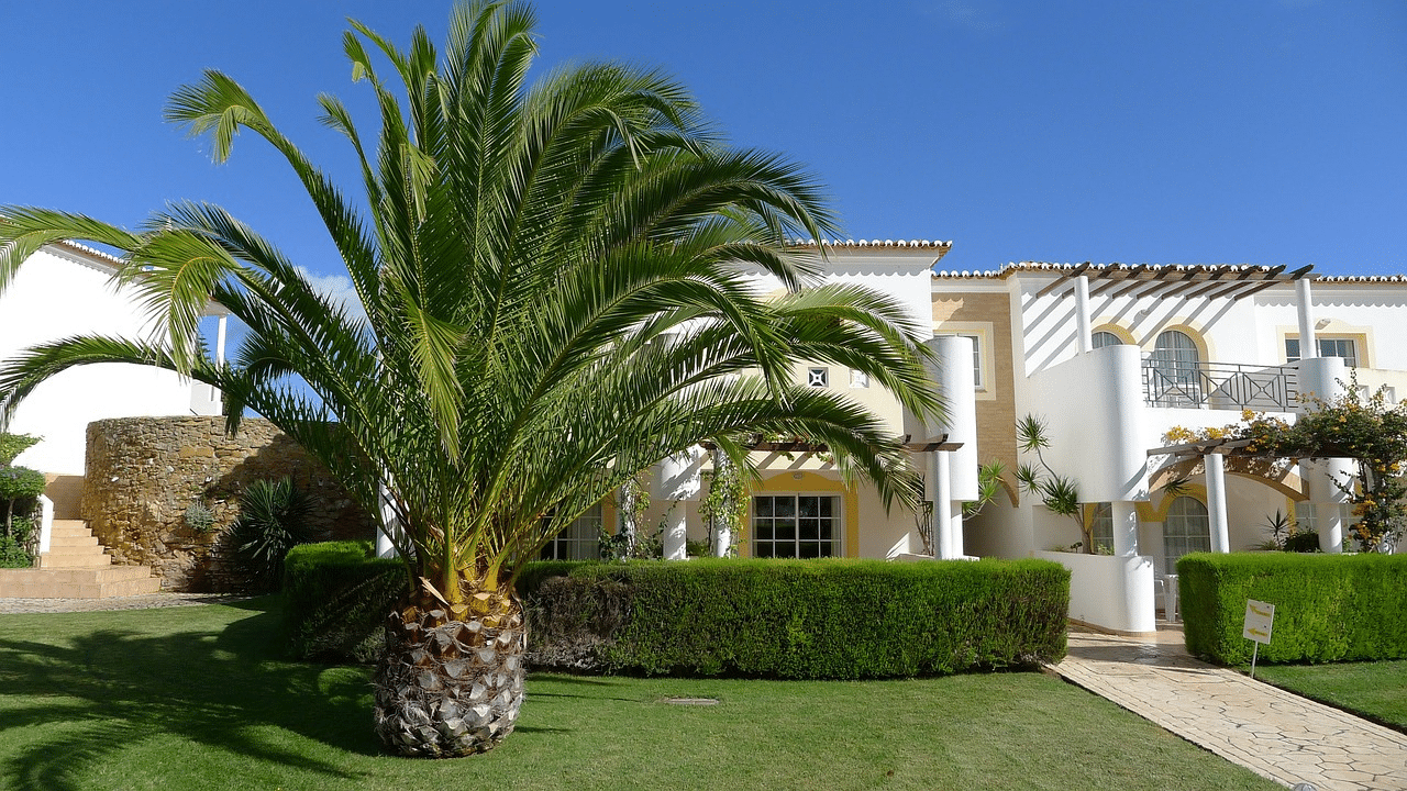 Palm tree removal cost