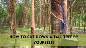 how to cut down a tall tree by yourself?