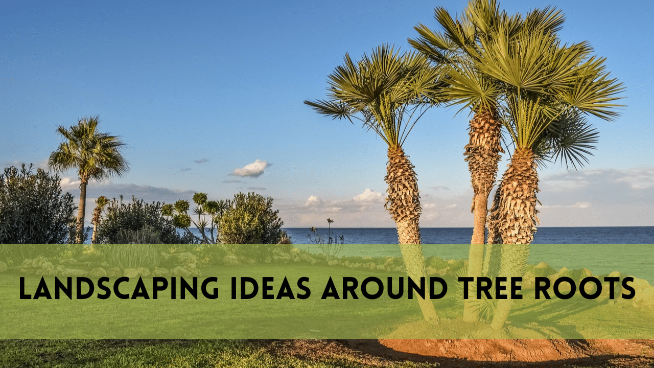 landscaping ideas around tree roots