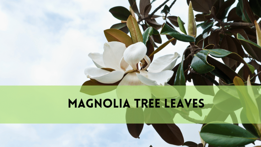Magnolia Tree Leaves